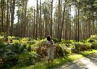 In der Rostocker Heide : Wald, Tove